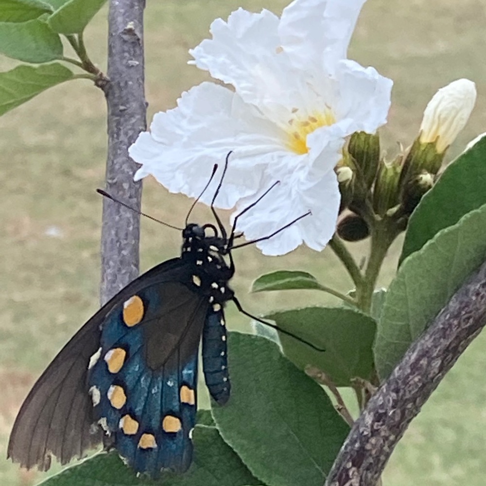 Meet your Posher, Courtney